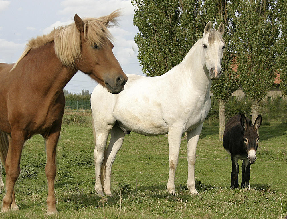 Villa Gite De La Ferme Des Crins Blancs Hazebrouck Zimmer foto