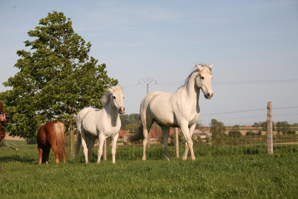 Villa Gite De La Ferme Des Crins Blancs Hazebrouck Exterior foto